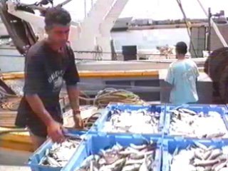 pesca 08  ALIMENTOS ELABORACION